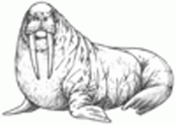 walrus-8_250