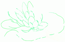 water-lily-3_250