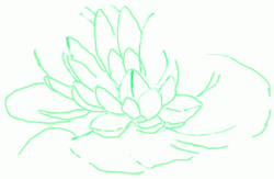 water-lily-4_250