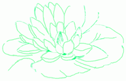 water-lily-5_250
