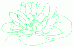 water-lily-6_250