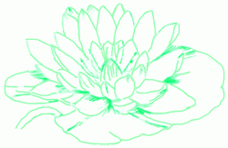 water-lily-7_250