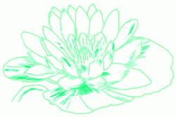 water-lily-8_250