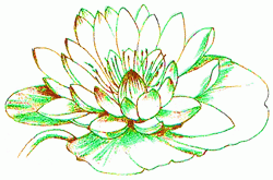 water-lily-9_250
