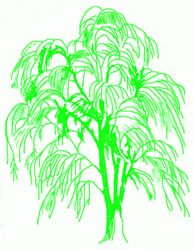 weeping-willow-6_250