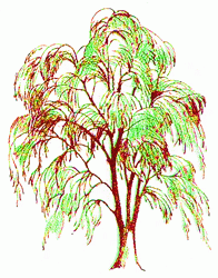 weeping-willow-8_250