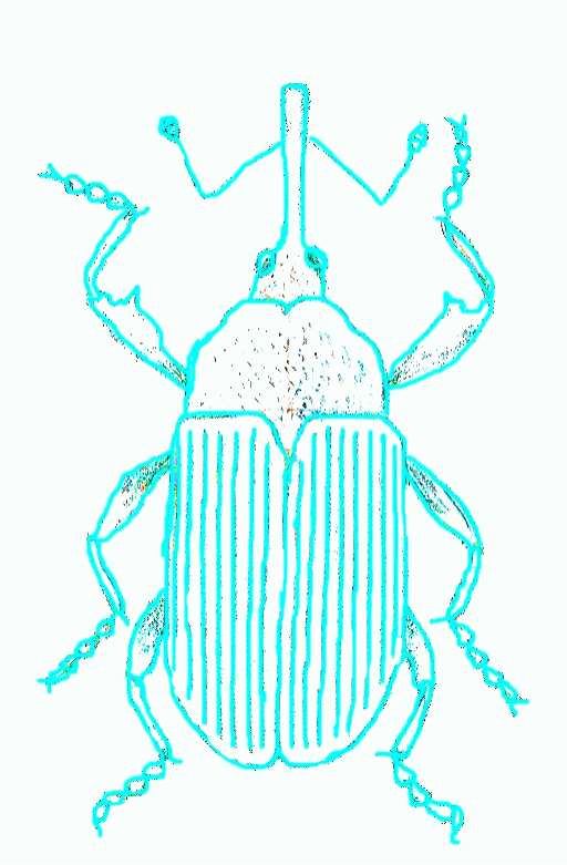 weevil-8_782