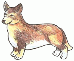 welsh-corgi-5_250