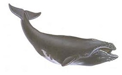 whale_250_01