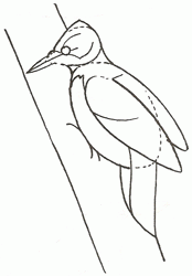 woodpecker-3_250