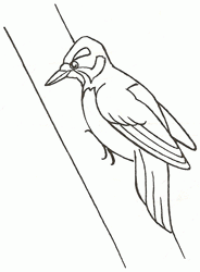 woodpecker-4_250