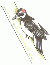 woodpecker-5_250